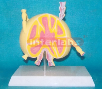 DESK TYPE LYMPH ANATOMICAL MODEL